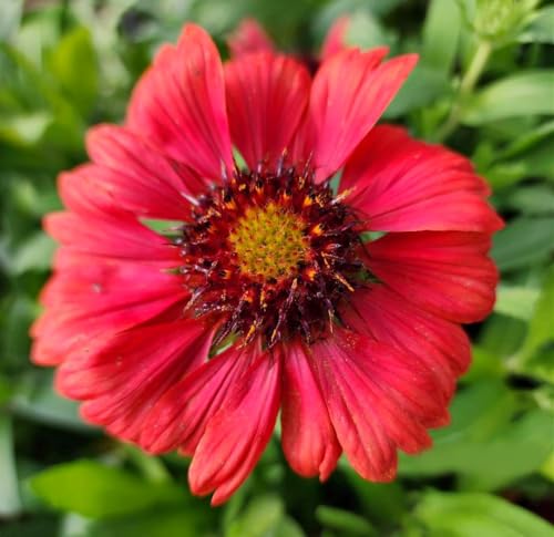 Live Perennial Plants (10 Pots)