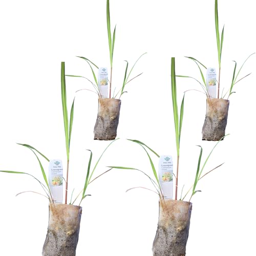 Daisy Ship West Indian Lemongrass (4-Pack (Sac) / lemongrass)