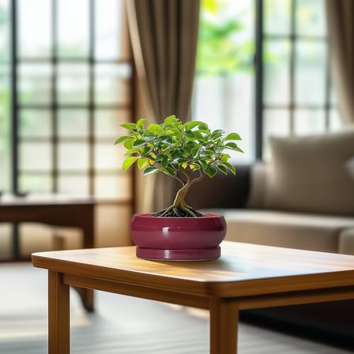 Bonsai Pots Small (6 Inch / Wine Red)