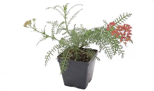 Live Perennial Plants (5 Count)