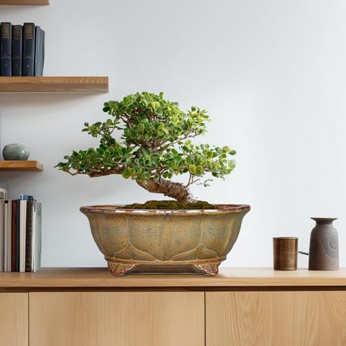 13.2 Inch Bonsai Planter (13.5 Inch / Oval Yellowish Brown)