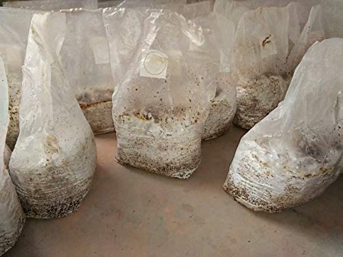 Mushroom Bags (10 Count)