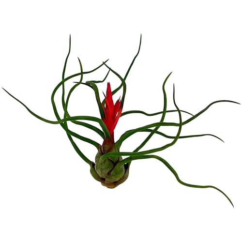 Air Plants Flowering Tillandsia Bulbosa Guatemala (5 Count)