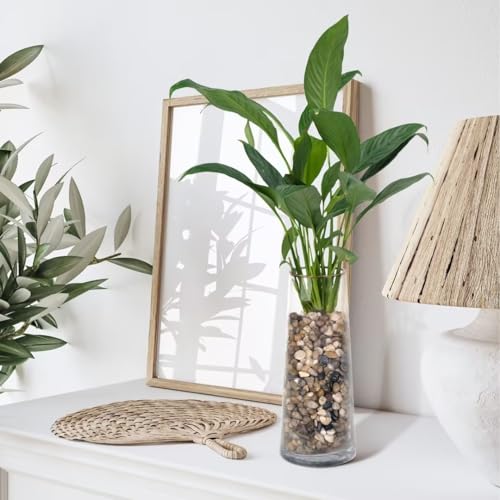 5 lbs Pebbles for Indoor Plants
