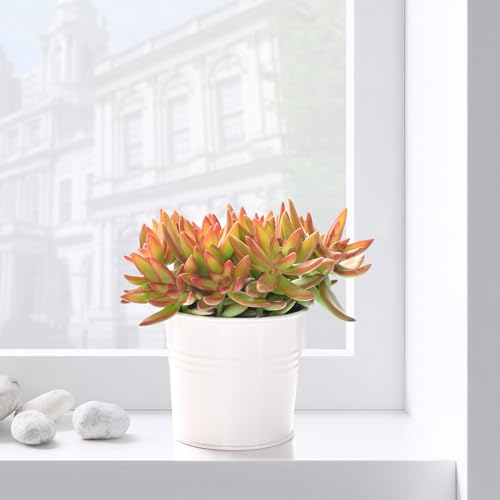 Live Succulent Sedum Adolphi 'Firestorm'