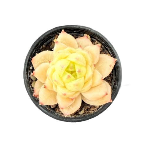 Echeveria 'Peachy Cheeks' (Echeveria 'Peachy Cheeks')