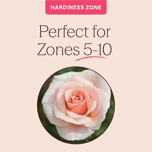 Heirloom Floribunda Roses (Pretty Lady)