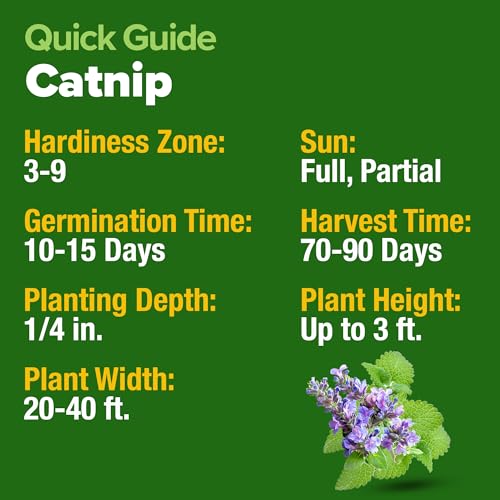 Catnip Seeds 2