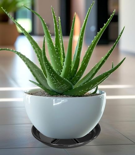 2 Pack of Plant Saucer 10 inch (10in*2 / Black)