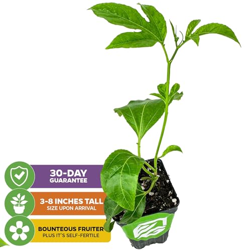 Bounty Passion Fruit Vine (Bounty Passion Fruit)
