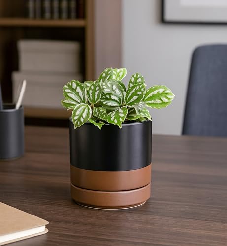 2 Pack Ceramic Pots with Saucers (2 Count)