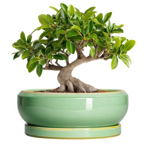 10 Inch Bonsai Tree Pots (10 Inch / Light Green)
