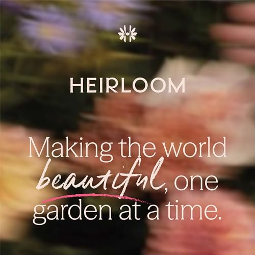 Heirloom Floribunda Roses (Parfuma Summer Romance)