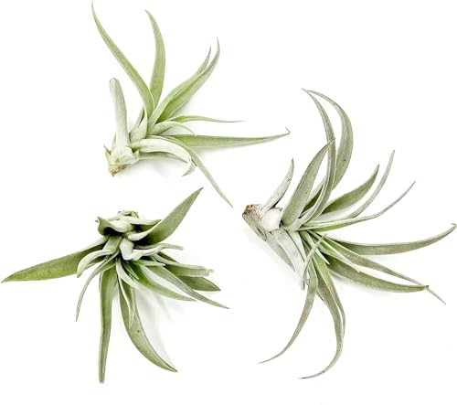 Air Plants Flowering Tillandsia Harrisii (3 Count)