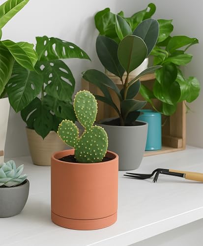 Terracotta Plant Pot with Saucer