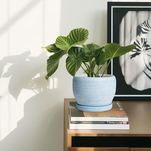 Ceramic Planters for Indoor Plants