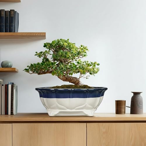 Ceramic Bonsai Tree Pots (13.5 Inch / Oval Beige-blue)