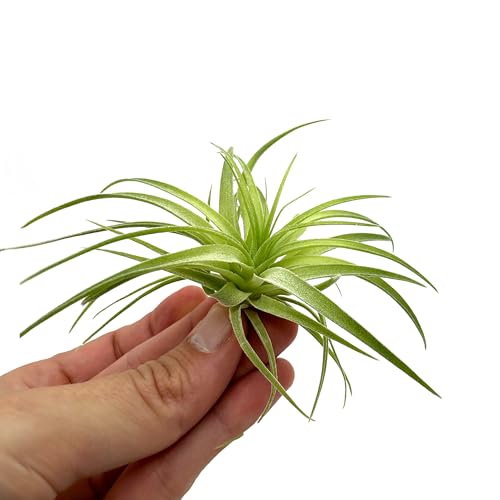 Live Air Plants (3 Count)