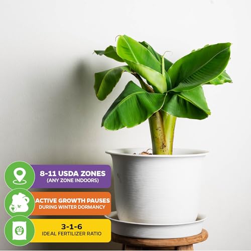 Little Prince Banana Tree (Little Prince)