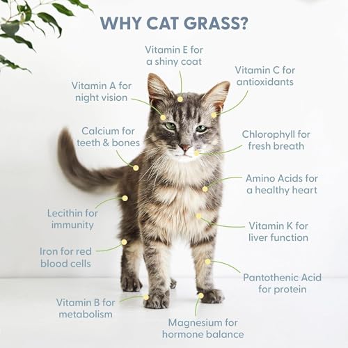 Cat Grass Kit with Rustic Wood Planter (Natural)