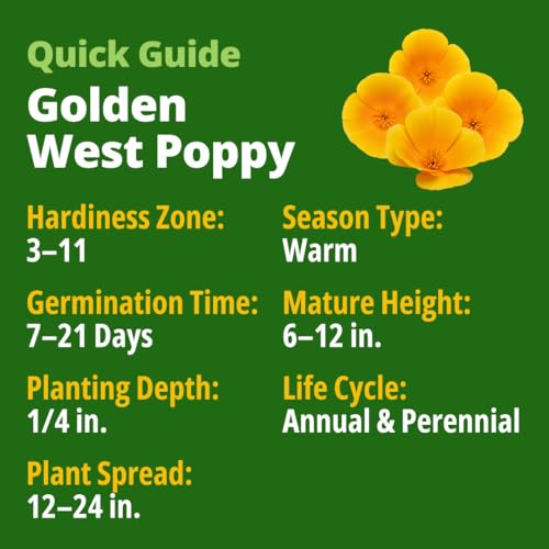 Golden West Poppy 6000 Flower Seeds Eschscholzia californica