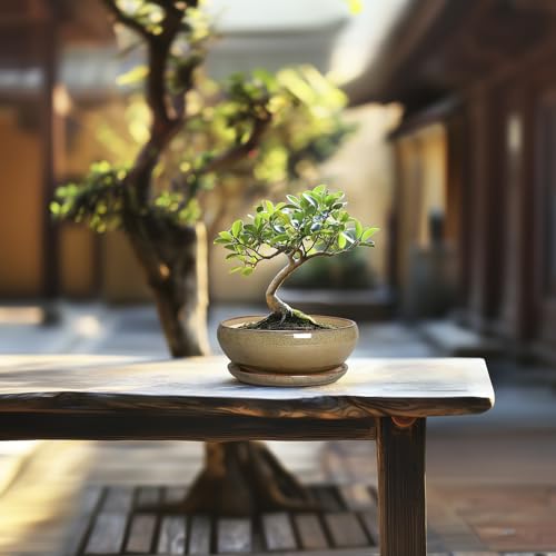 Bonsai Pots Small (6 Inch / Speckled Brown)
