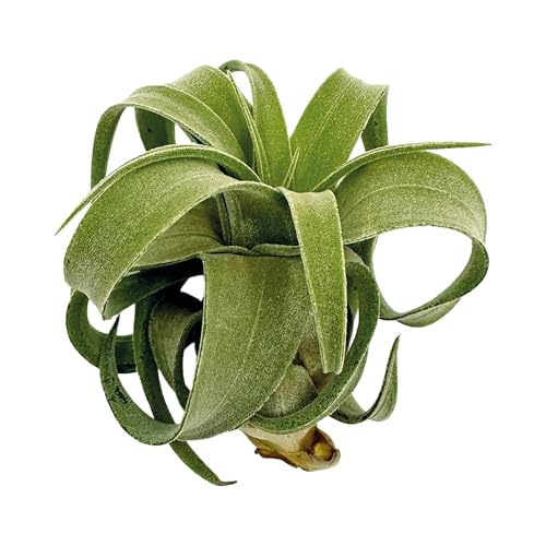 Live Air Plants (3 Pack / Large)