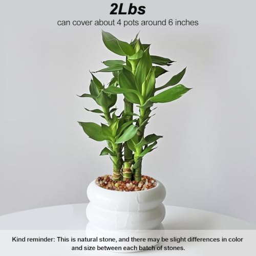 Decorative River Pebbles for Vase Fillers Aquarium Potted Plant Landscaping (2 Pounds / Three Colors)