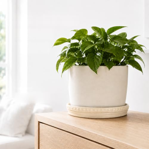 Plant Saucers (Beige White 10″)