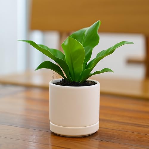 2 Pack Ceramic Pots with Saucers (2 Count)