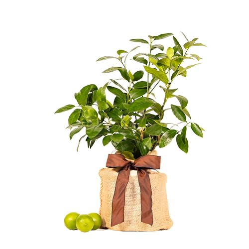 Father's Day Live Persian Lime Tree Gift