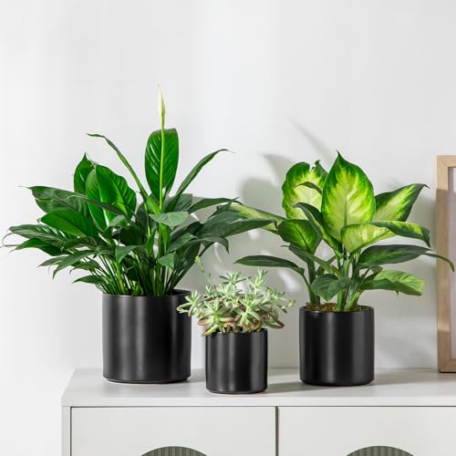 Ceramic Plant Pots (3 Count)
