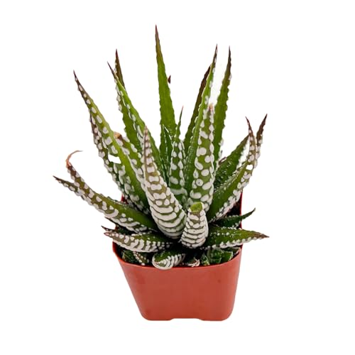 Haworthia fasciata 'Big Band' Live Succulent Plant (Haworthia fasciata 'Big Band')