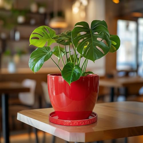 Plant Water Catcher Tray (7.5" / Red)