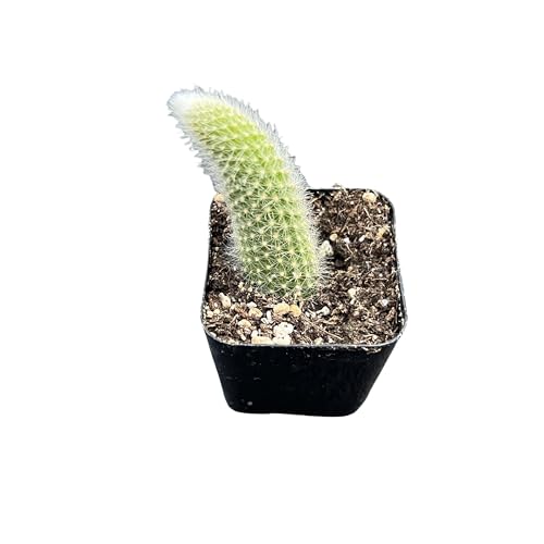 Monkey Tail Cactus (Monkey Tail Cactus)