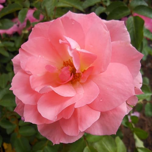 Heirloom Floribunda Roses (Passionate Kisses)