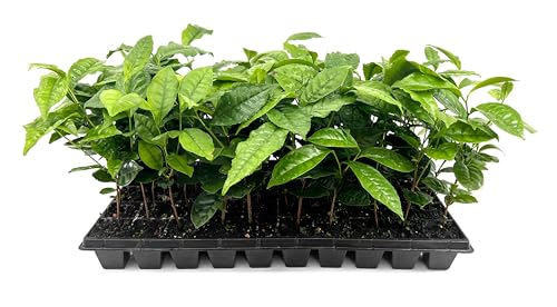 Camellia Sinensis Tea Plant (2 Inch / 5 Plants)