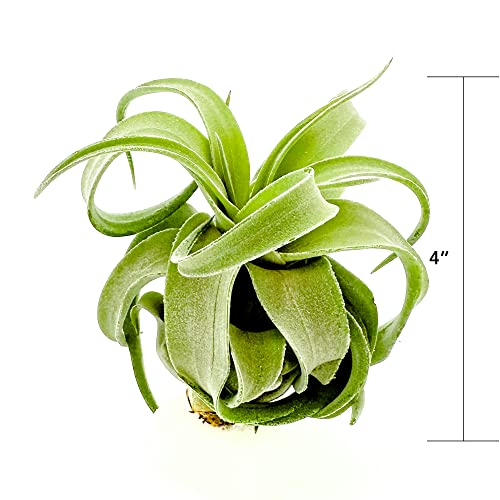Live Air Plants (2 Pack / Large)