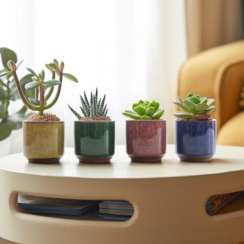 Mini Succulent Pots (12 Count)
