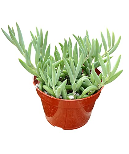 Live Succulent 4" String of Bananas (4" / String of Bananas)