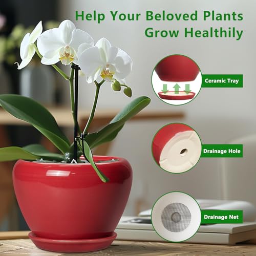 6 Inch Plant Pot (6 Inch / Glossy Red)