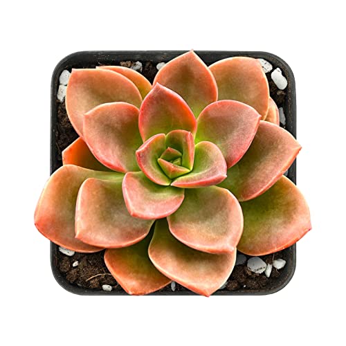 Echeveria Melaco (Echeveria Melaco)