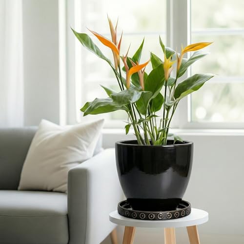 Ceramic Plant Saucer (9.3 Inch / Black)