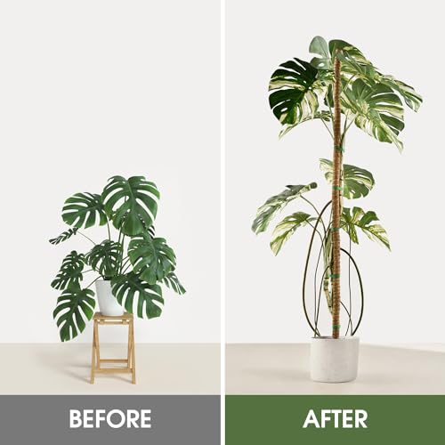 3 Pack Moss Pole 63 Inch Monstera Plant Sticks Support Tall Long Stakes (3 Pack)
