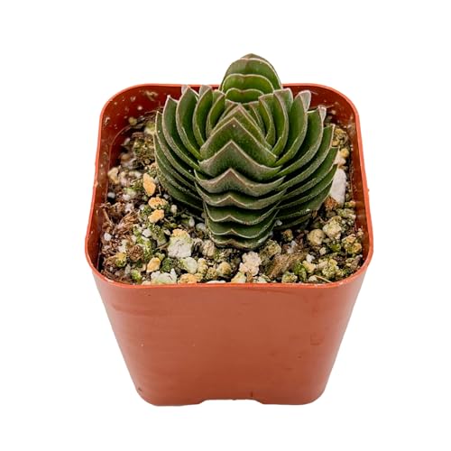 Crassula cv. Buddha's Temple Live Succulent Plant (Crassula cv. Buddha's Temple)