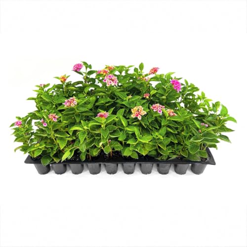 Lantana Confetti (30 Count)
