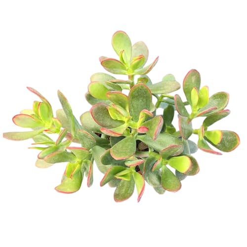 Golden Jade with Vintage Metal Pot (Silver Pot)