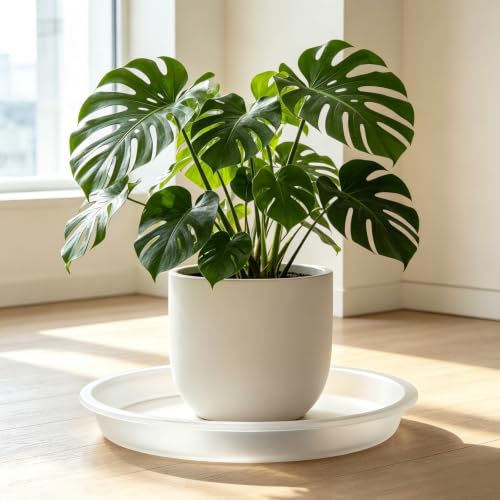 3 Pack Plant Saucer Heavy Large Planter Durable Thicker Plastic Plant Trays for Indoors and Outdoor (Transparent / 12 Inch)