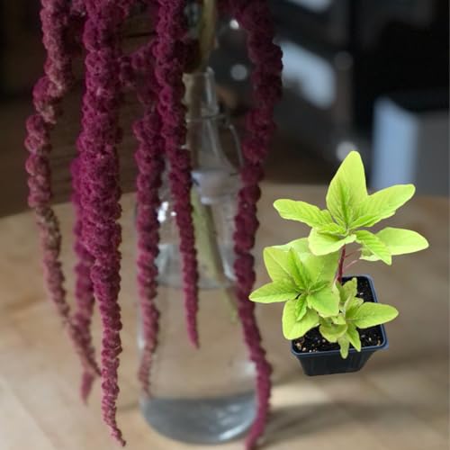 Organic Love Lies Bleeding (Love-Lies-Bleeding Plant)