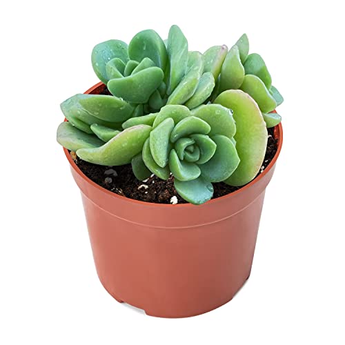 Aeonium Lily Pad (Aeonium Lily Pad)